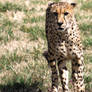 Cheetah 7249