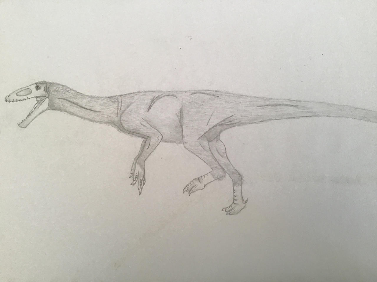 Coelurus Deviantart Coelurus fragilis by EthoRaptor on DeviantArt