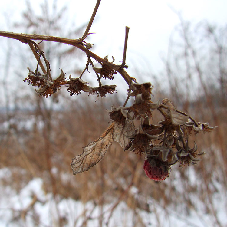 dead raspberry by deviantflower on DeviantArt