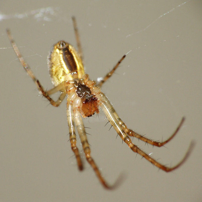 Spider Insect Deviantart spider 04 by deviantflower on DeviantArt