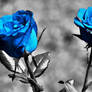 Blue Roses