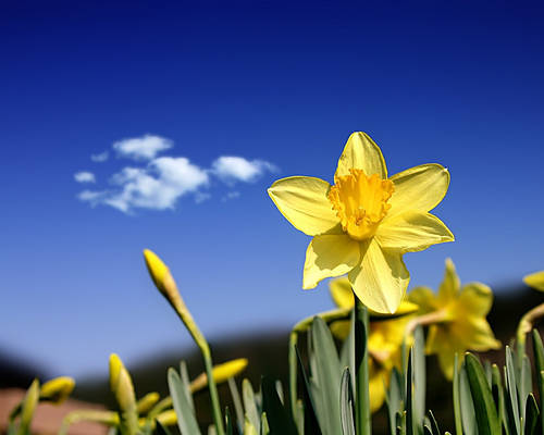 Daffodils