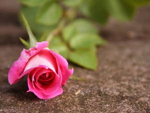Pink Rose Just For u
