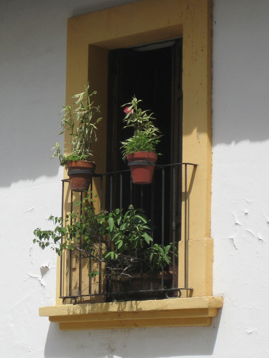 Window Garden