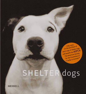 Shelter Dogs