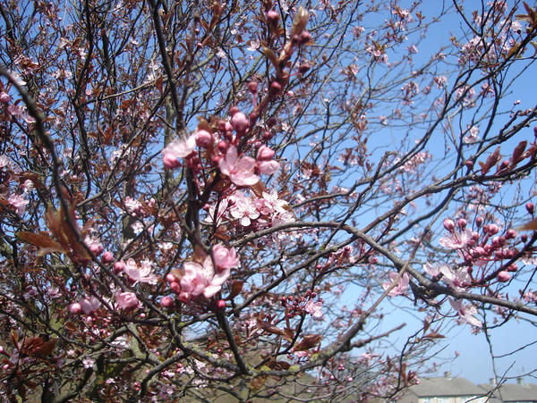 Tree Flowers