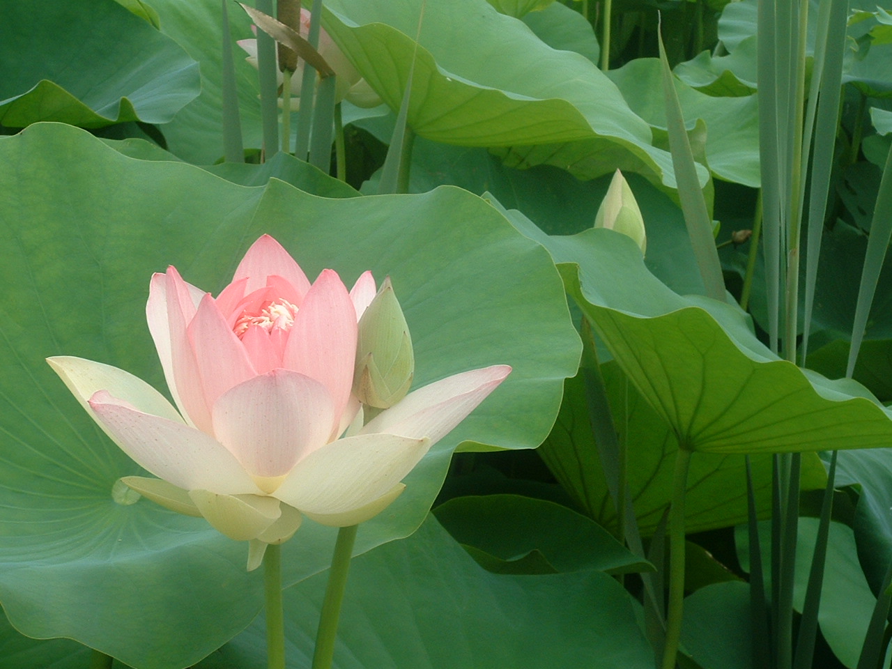 Lily of the Water