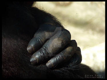 Chimp Hand