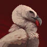 Vulture Culture