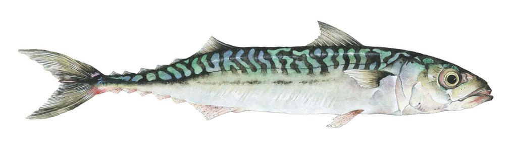 Mackerel