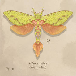 Flame-tailed Ghost Moth