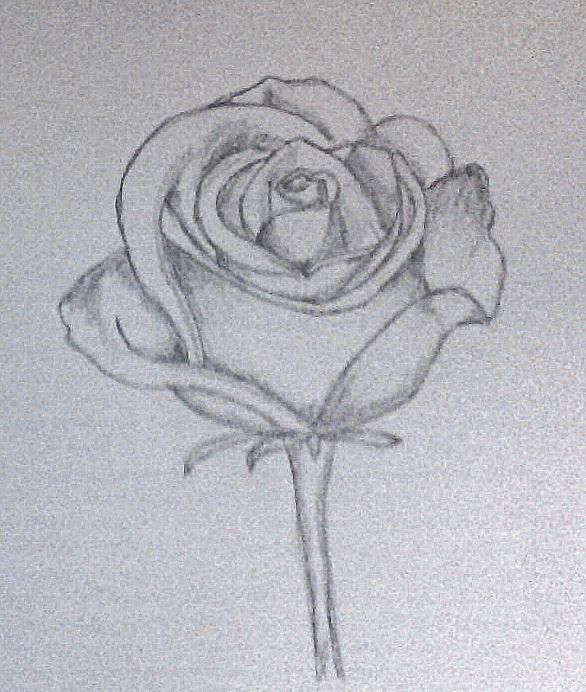 rose