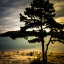 lonely tree on lake lanier