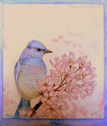Blue Bird...
