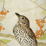 Song thrush
