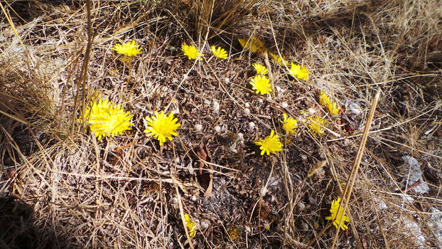 wild flowers