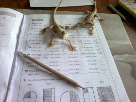 Bearded dragons = Math experts