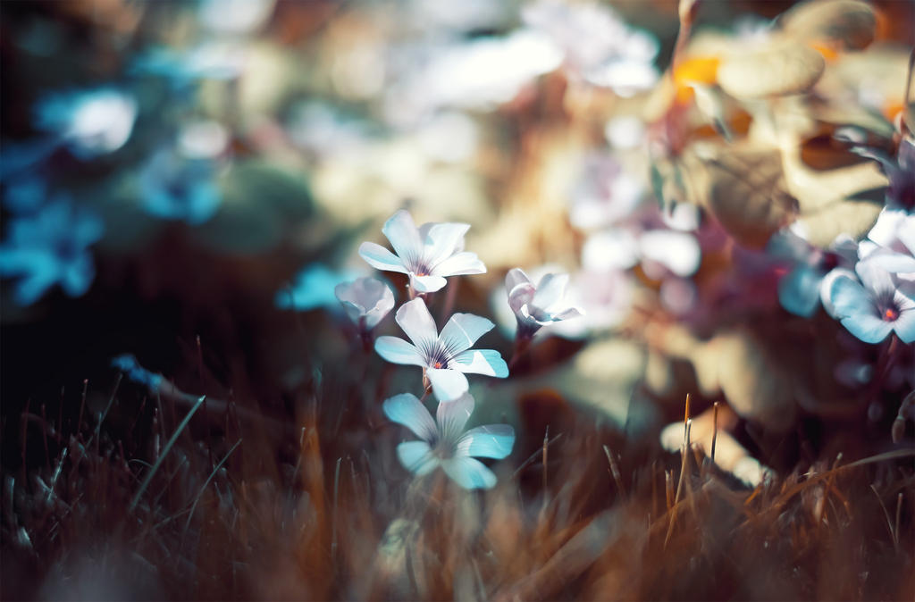 *** by INVIV0 *** by INVIV0