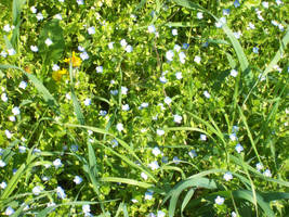 Blue flowers.