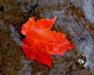 Autumn Leaf Series 3