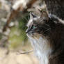 Sunlight Kissed Whiskers