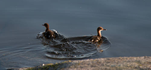 Ducklings Wake