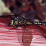 Dragonfly on Canoe