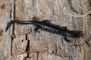 Blue Spotted Salamander