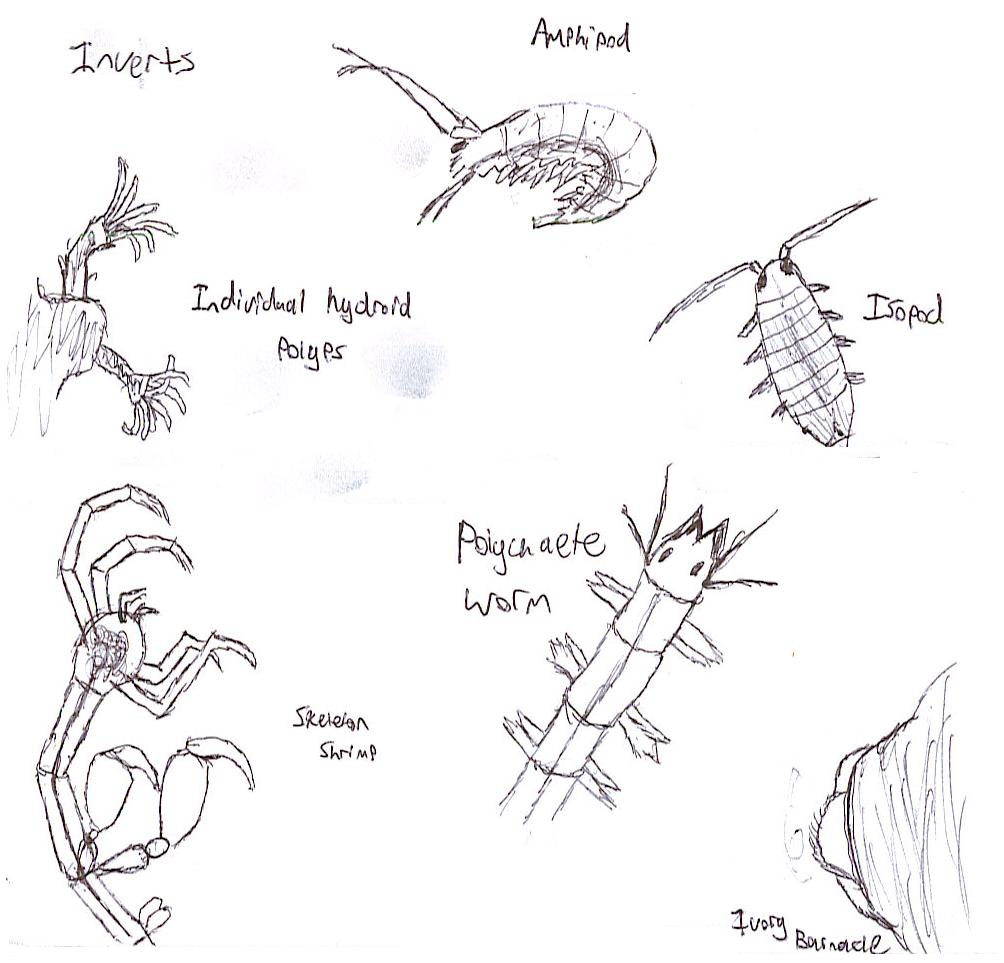 Invertebrate Sketches by Frenotx on DeviantArt