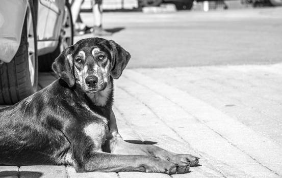 Stray dog in Greece