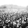 Cotton field