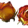 Dried roses cutout stock