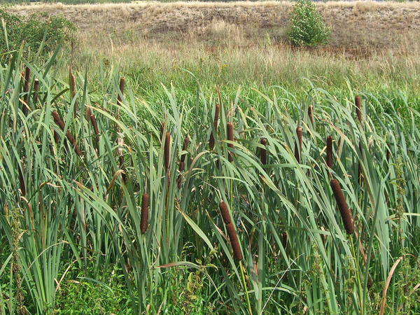 Weakest Reed Reed stock2 by hotaru-tenten on DeviantArt