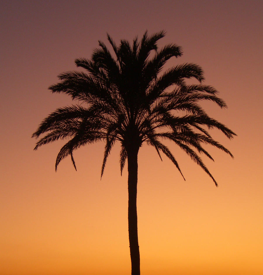 Palmtree in the sunset