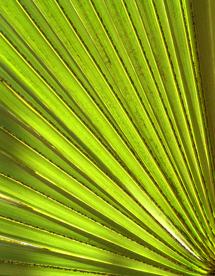 Palmleaf stock