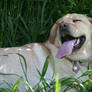 Snickers resting in the grass