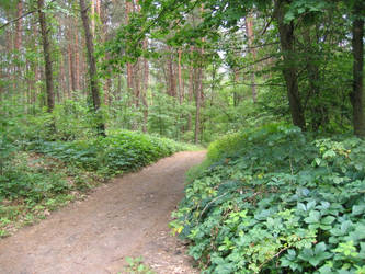 Forest path