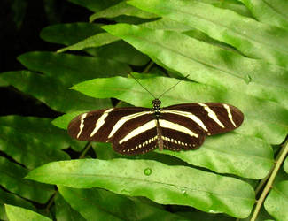 Heliconius charitonius