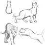 Cat Poses Study