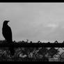 The Crow