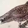 Stippled Starling