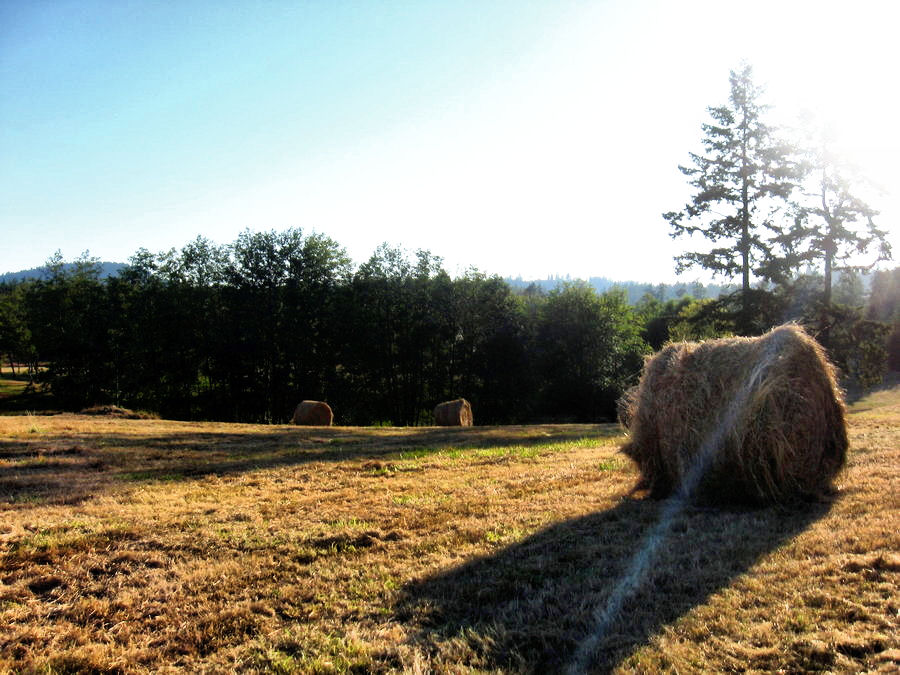 Hay Bales 1