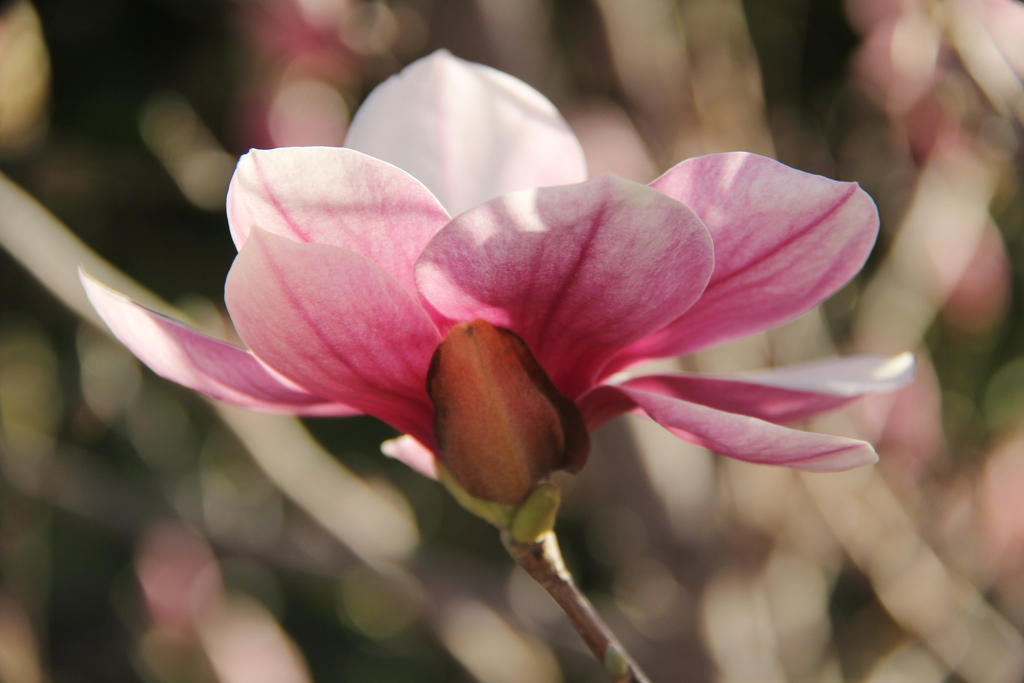 Magnolia