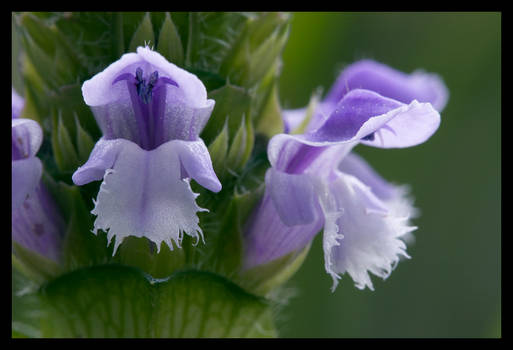 Prunella vulgaris