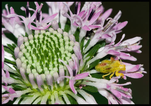 Marshallia grandiflora