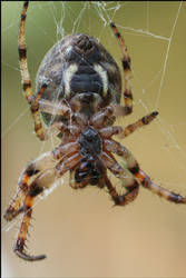 Arachnophobia or Formicophilia