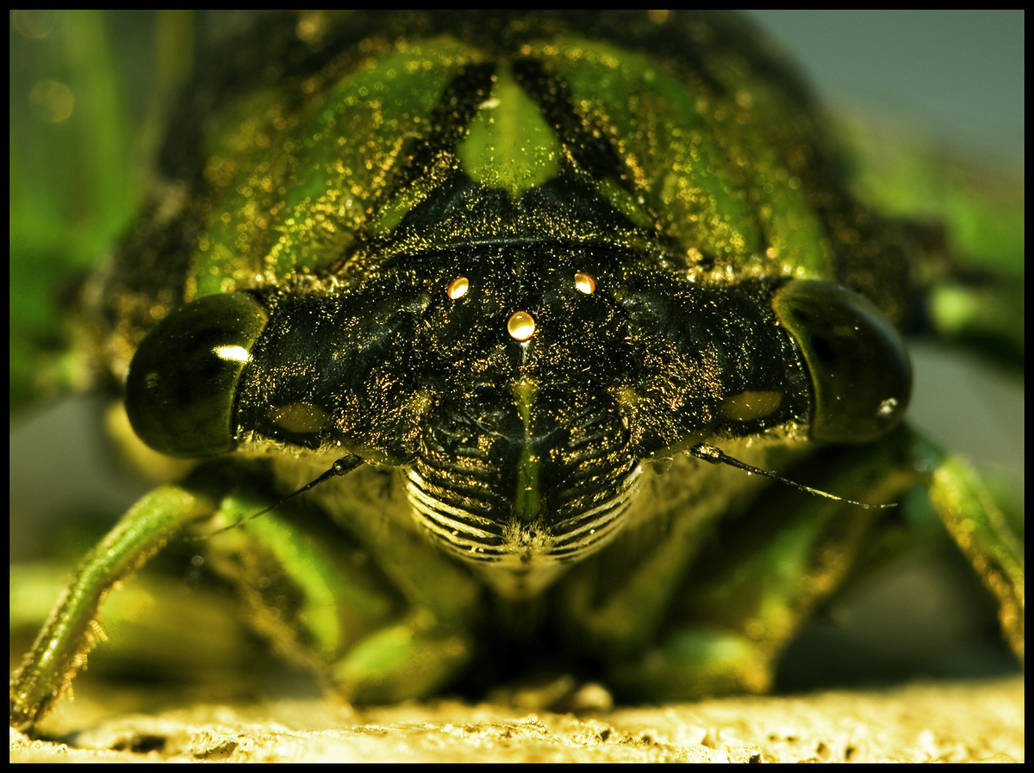 Cicada