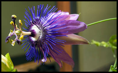 Passiflora incarnata