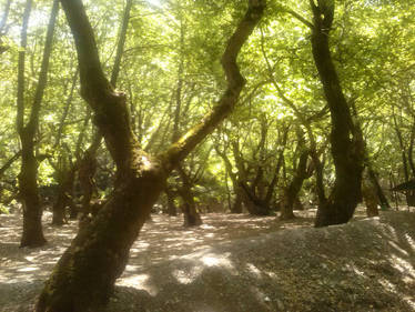 Entrance to the Fairy Kingdom