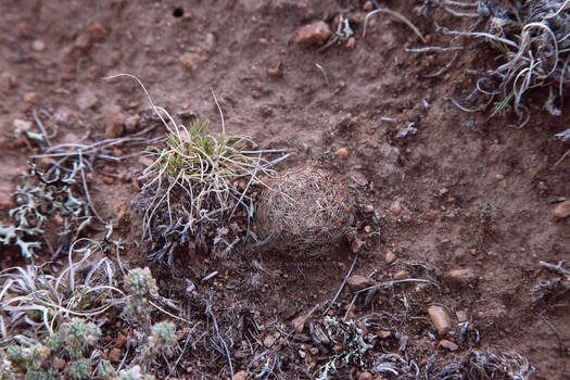 Miniature Cactus